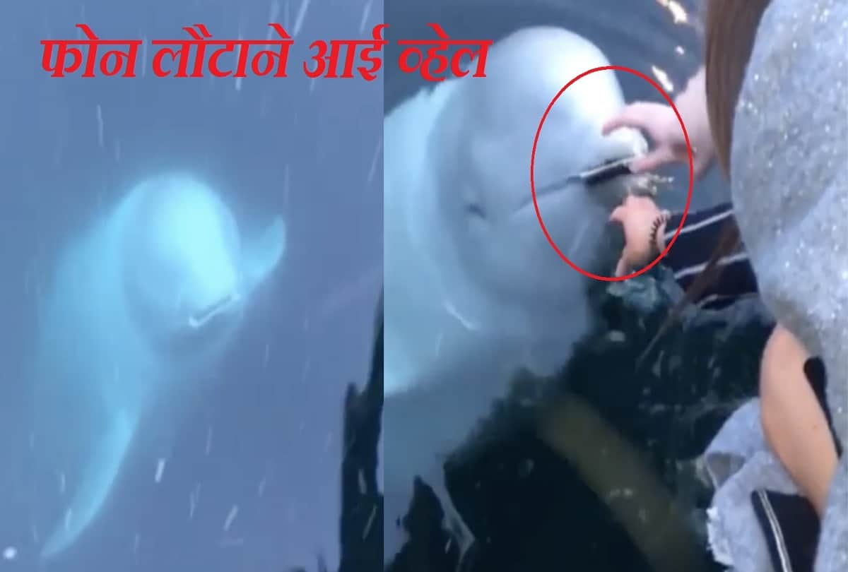 spy white whale returned Mobile phone of woman who accidentally dropped into sea video viral