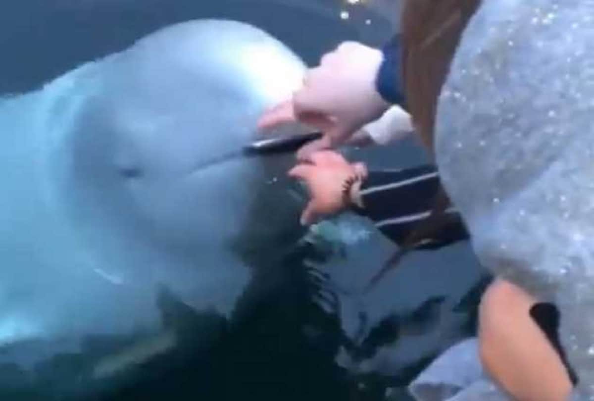 spy white whale returned Mobile phone of woman who accidentally dropped into sea video viral