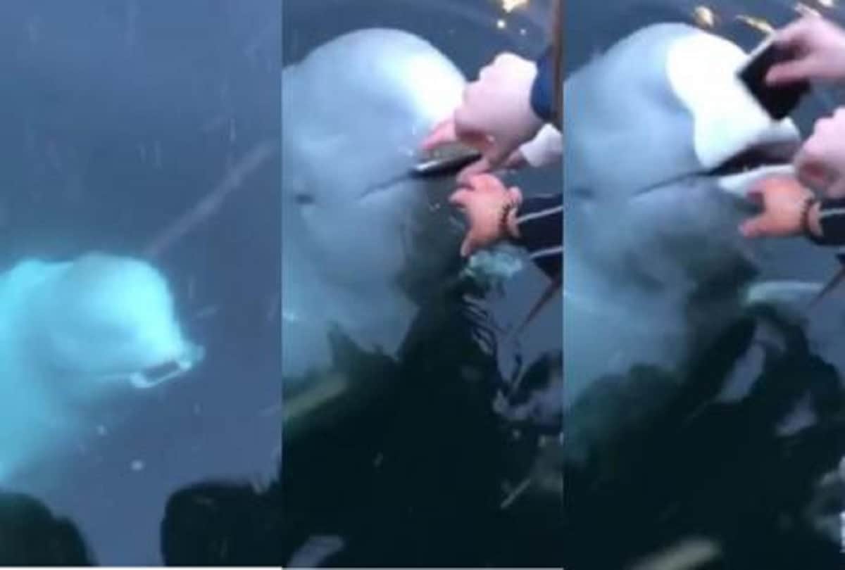 spy white whale returned Mobile phone of woman who accidentally dropped into sea video viral