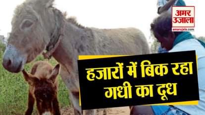 donkey milk in market