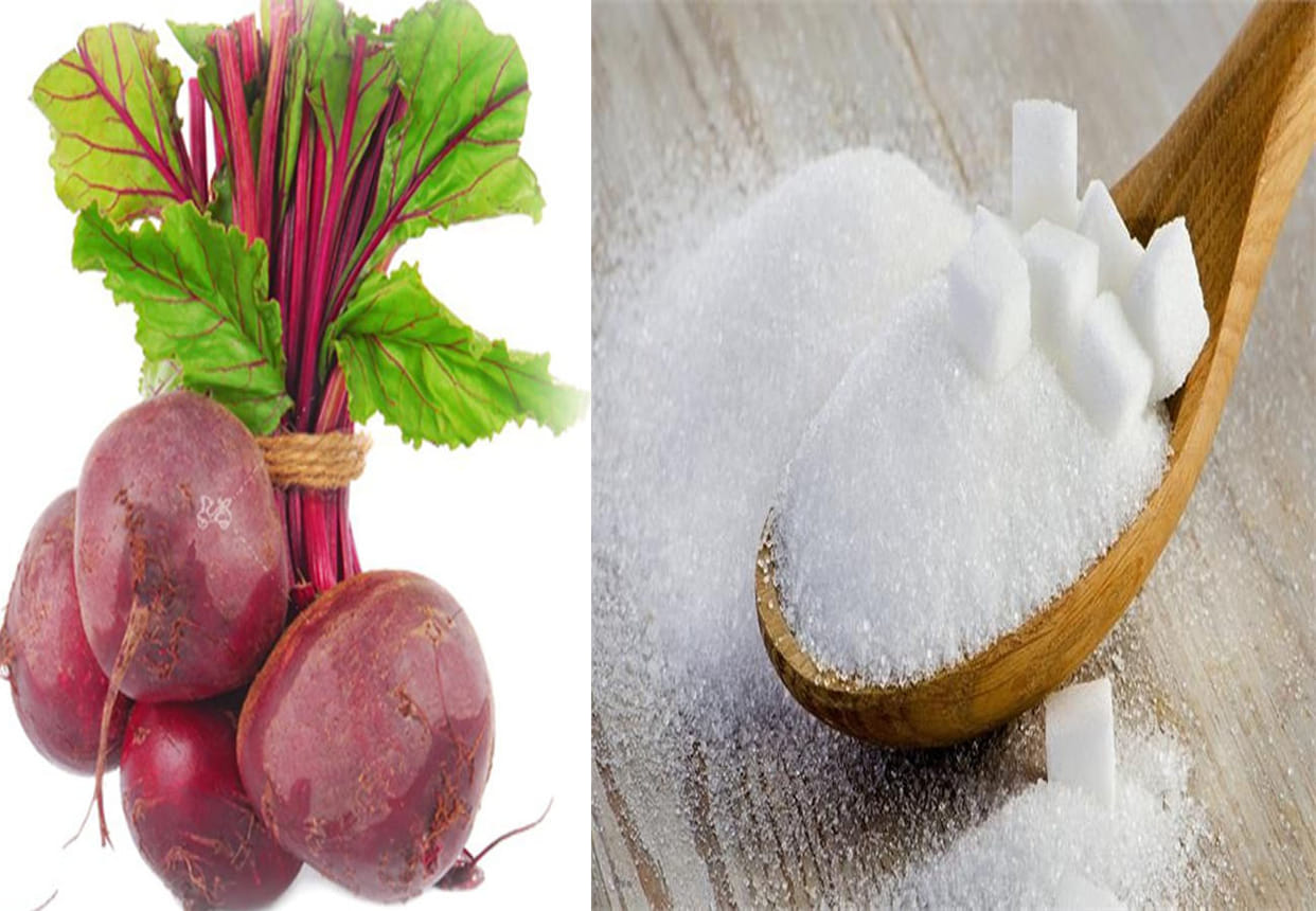 sugar production from sugar beet, contract with three countries