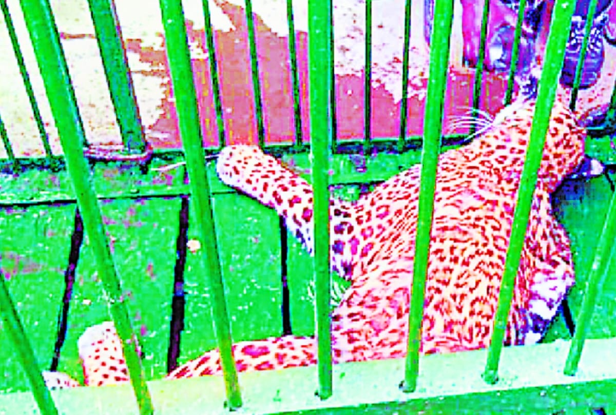leopard attacked on four villagers, injured in bahraich