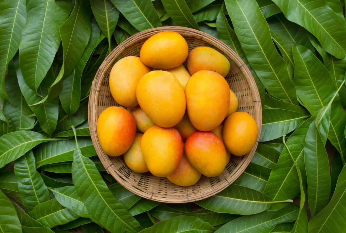 things to eat in monsoon season and keep yourself healthy