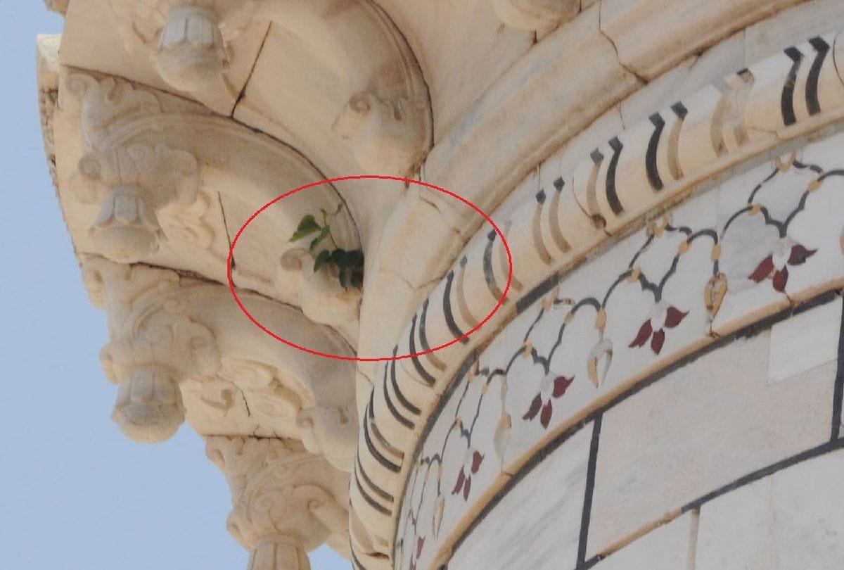 plants grew on the tower and dome of Taj Mahal