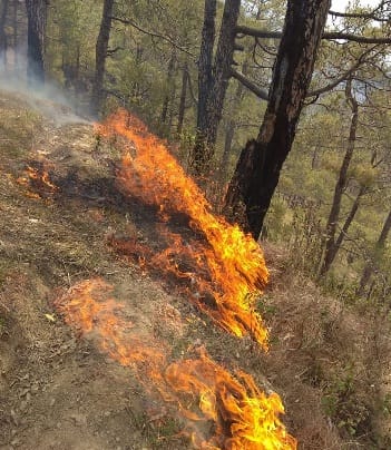 The forests of Almora also await the rain