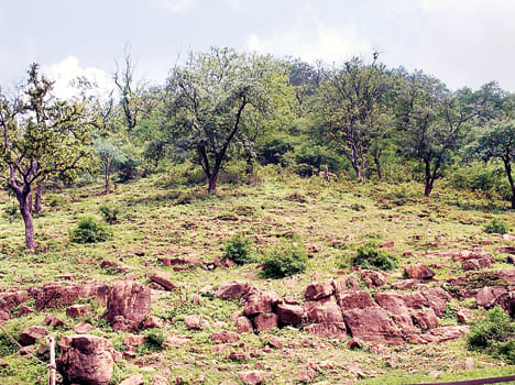 Ken-Betwa Link is donated to Ranipur National Park