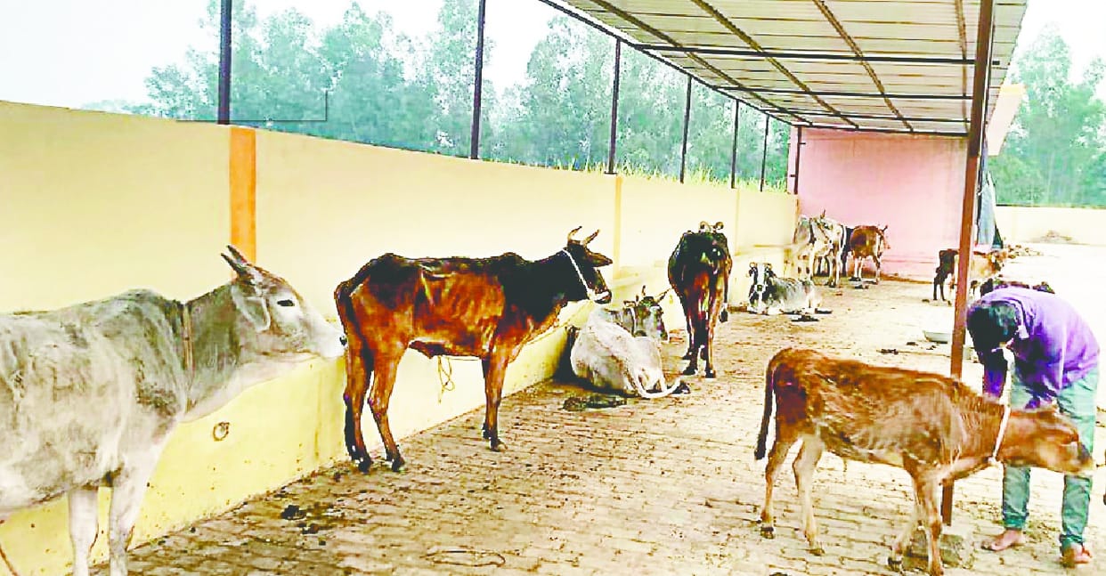 Kanha Animal Shelter can be adopted from the place of cattle