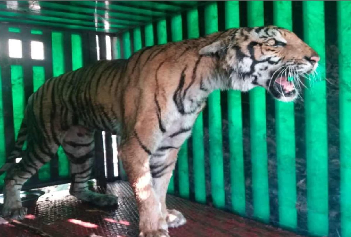 attacker tigress sent to lucknow zoo