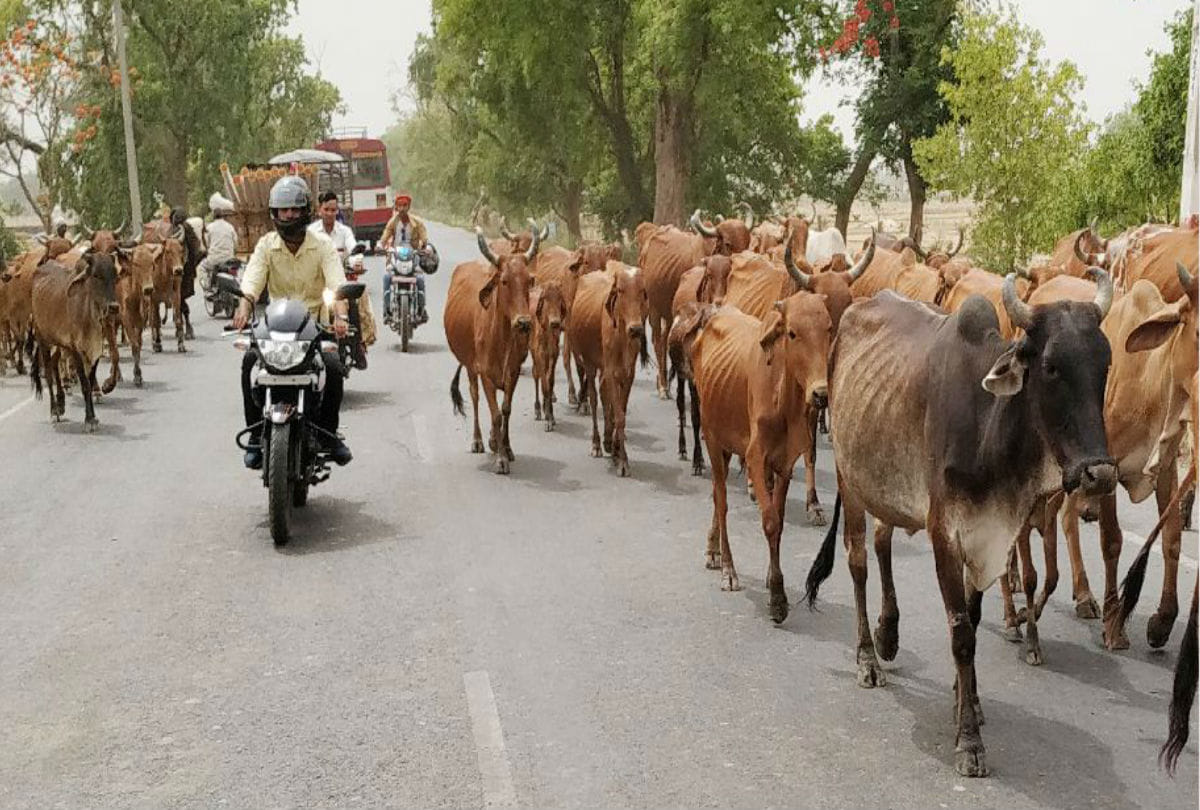 Board of animal rights law should be installed in police stations