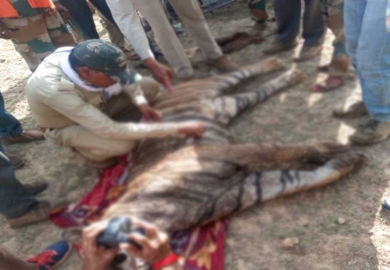 tiger killed in chitrakoot forest