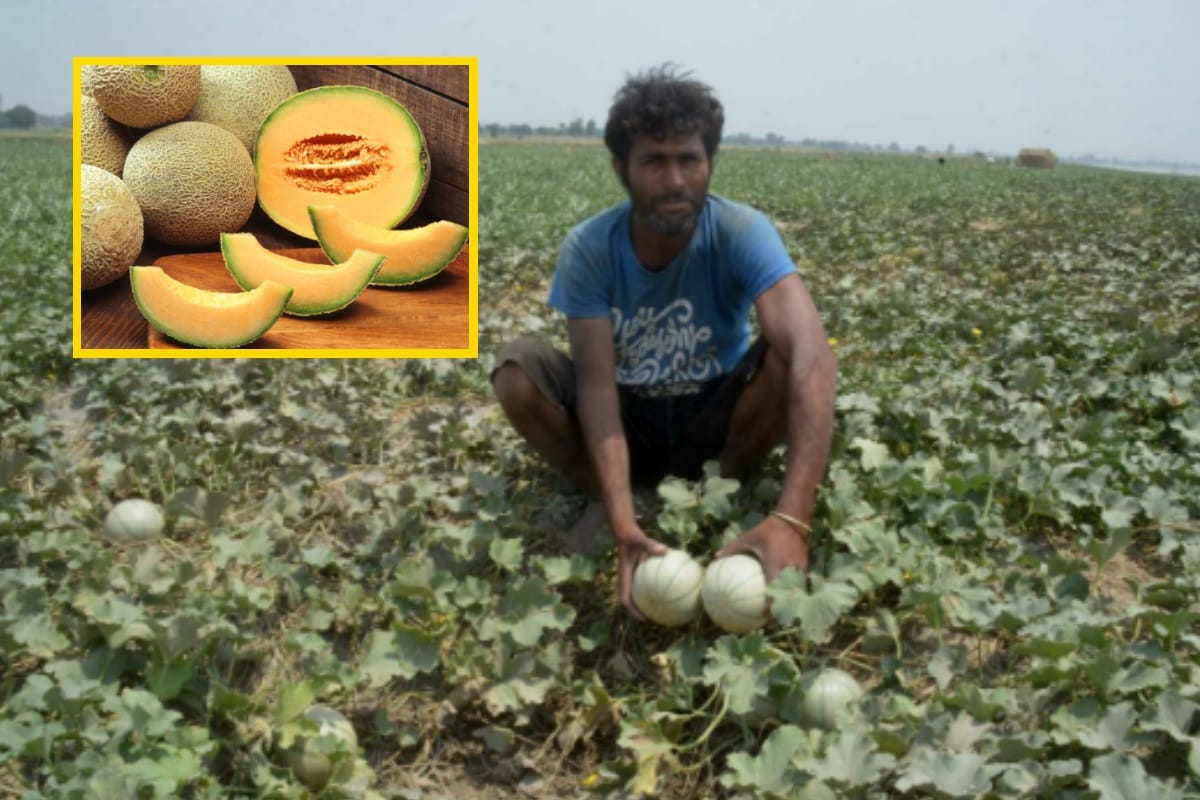 Baghpat famous muskmelon is about to lost from fruit market