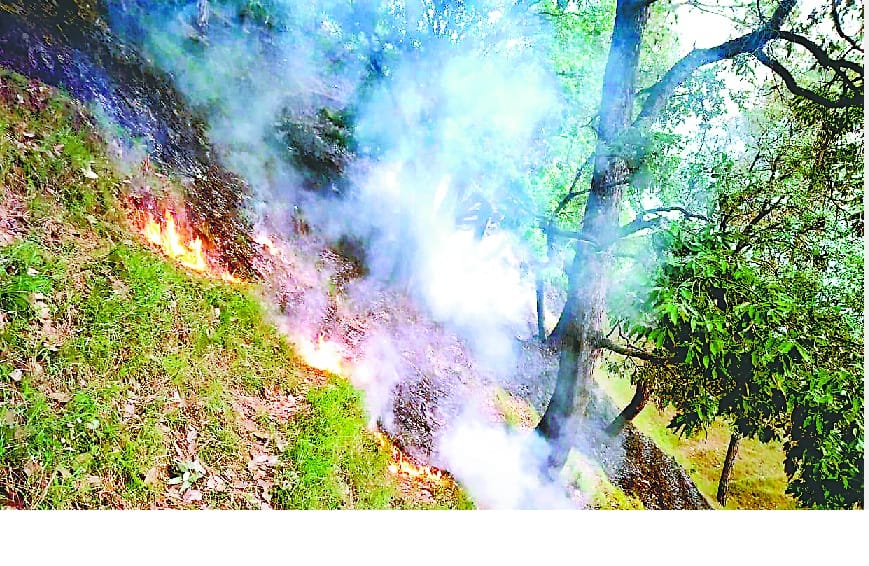 pithauraagadh renj kaaryaalay ke paas dhadhakata raha van