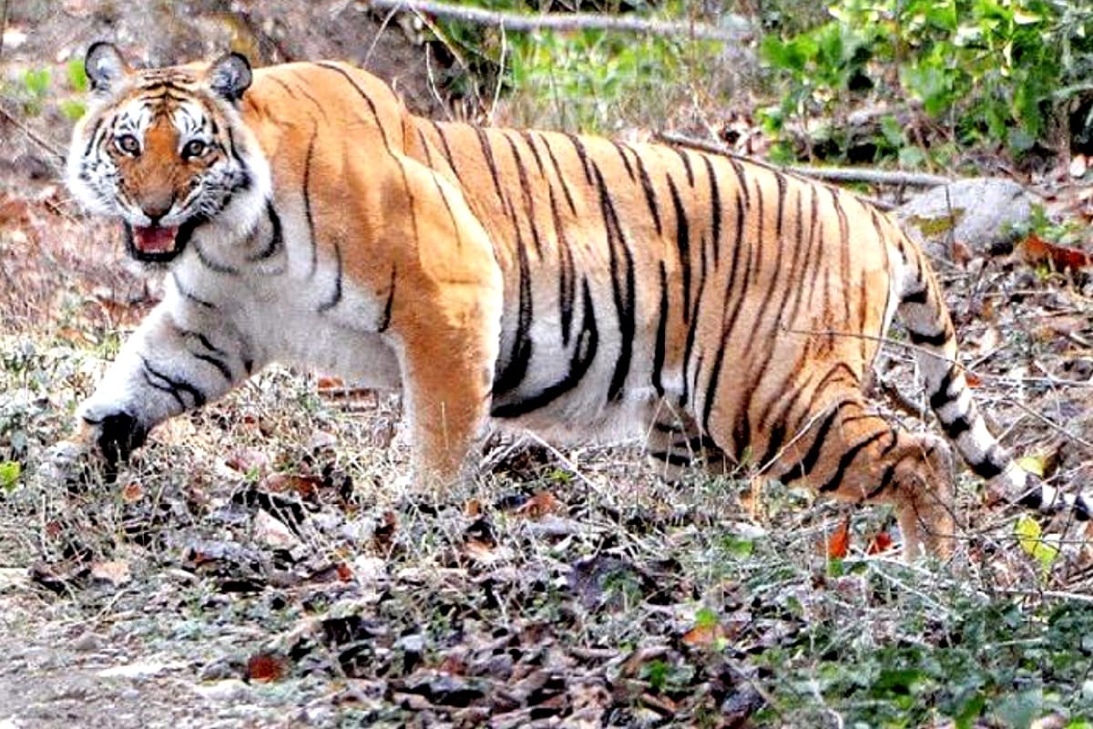 two tigers roared for 35 minutes at railway crossing in bahraich