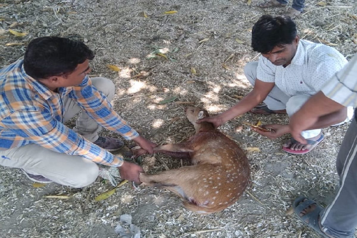 Dogs attacked two buck in Baghpat but the villagers saved