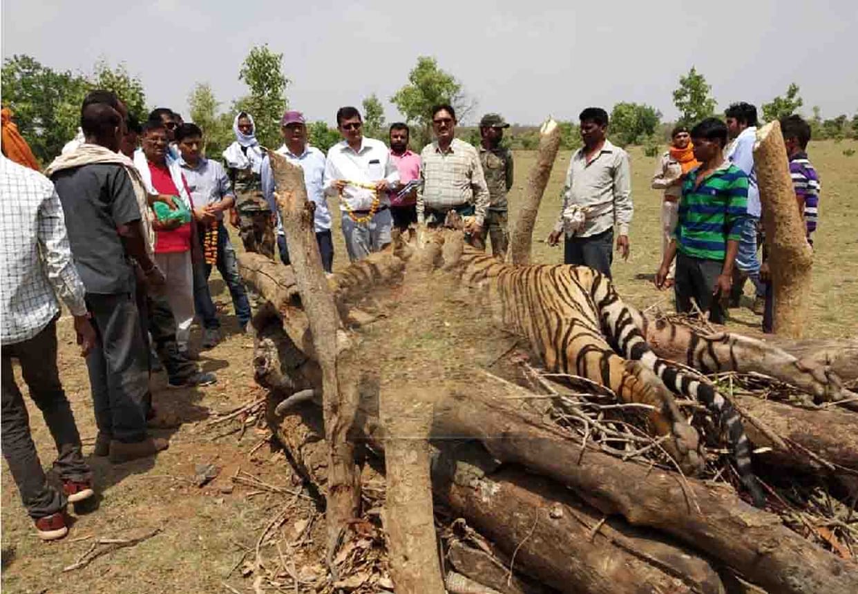 tiger killer arrested in chitrakoot