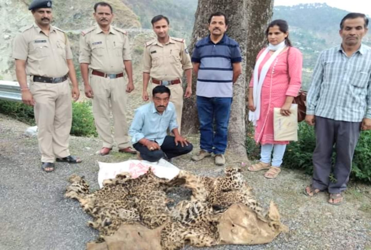 One arrested with two leopard skins in chamba himachal
