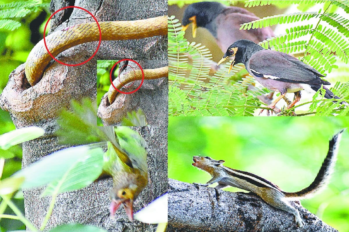 A snake attacked the bird's nest in Meerut and injured the snake