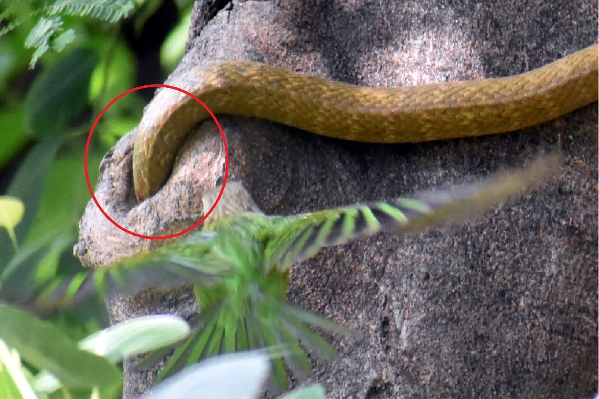 A snake attacked the bird's nest in Meerut and injured the snake