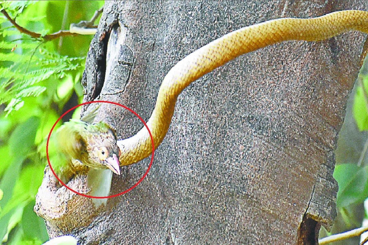 A snake attacked the bird's nest in Meerut and injured the snake