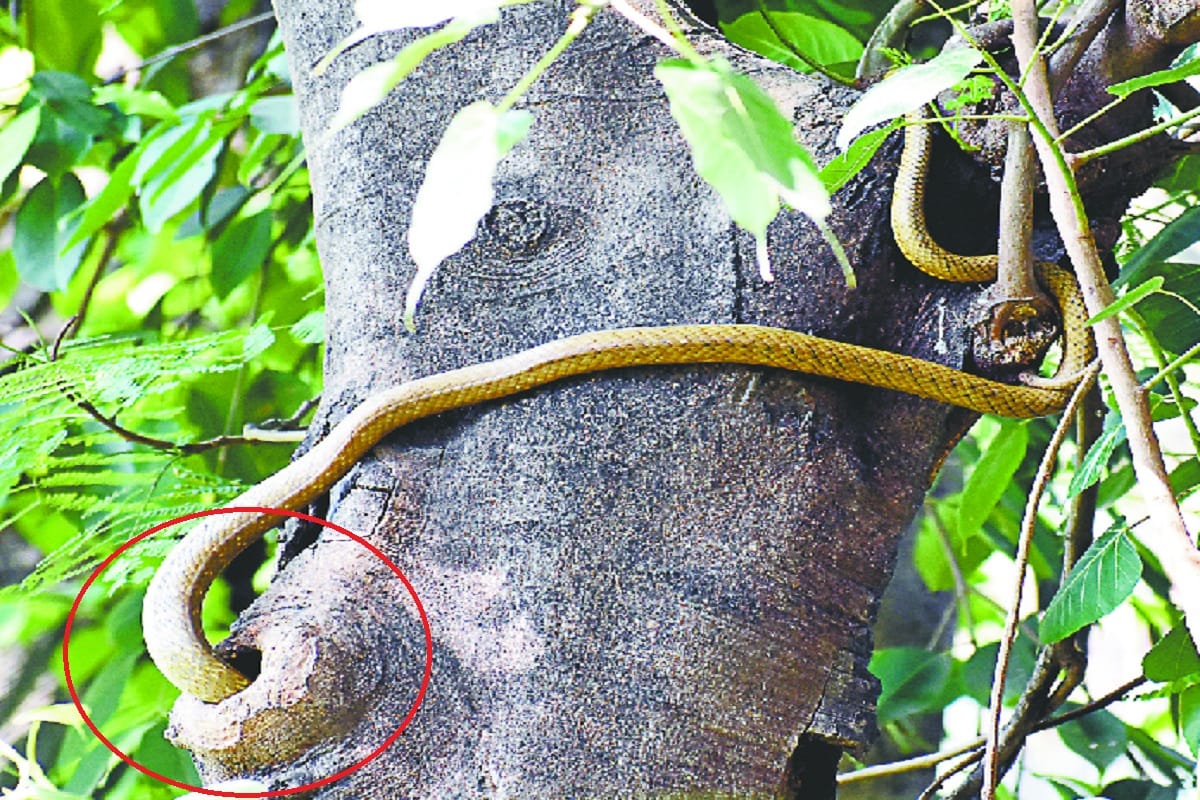 A snake attacked the bird's nest in Meerut and injured the snake
