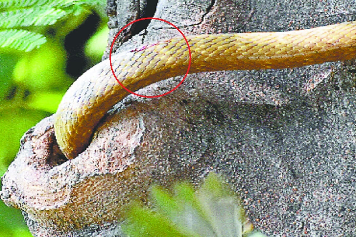 A snake attacked the bird's nest in Meerut and injured the snake
