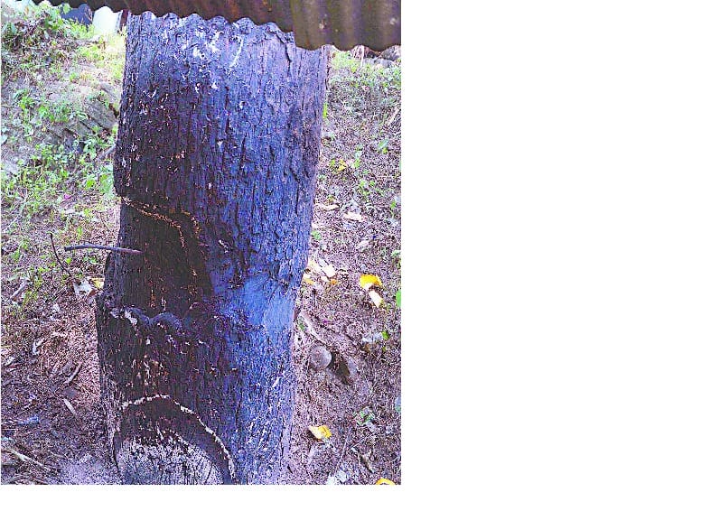 Trying to dry the kiun tree standing in the school premises