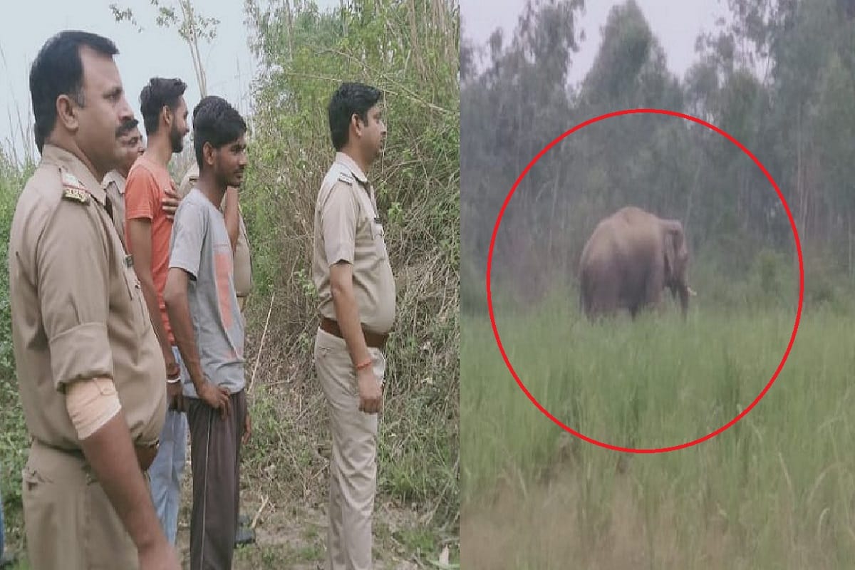 Elephant damaged crops in Bijnor and forest officers fired