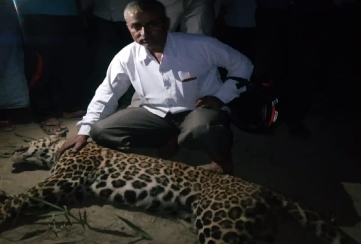 Big cat have been beaten to death in Bareilly