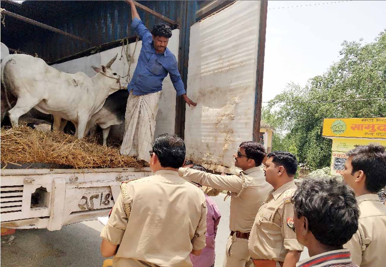police found 36 Bovine animal in closed container in unnao