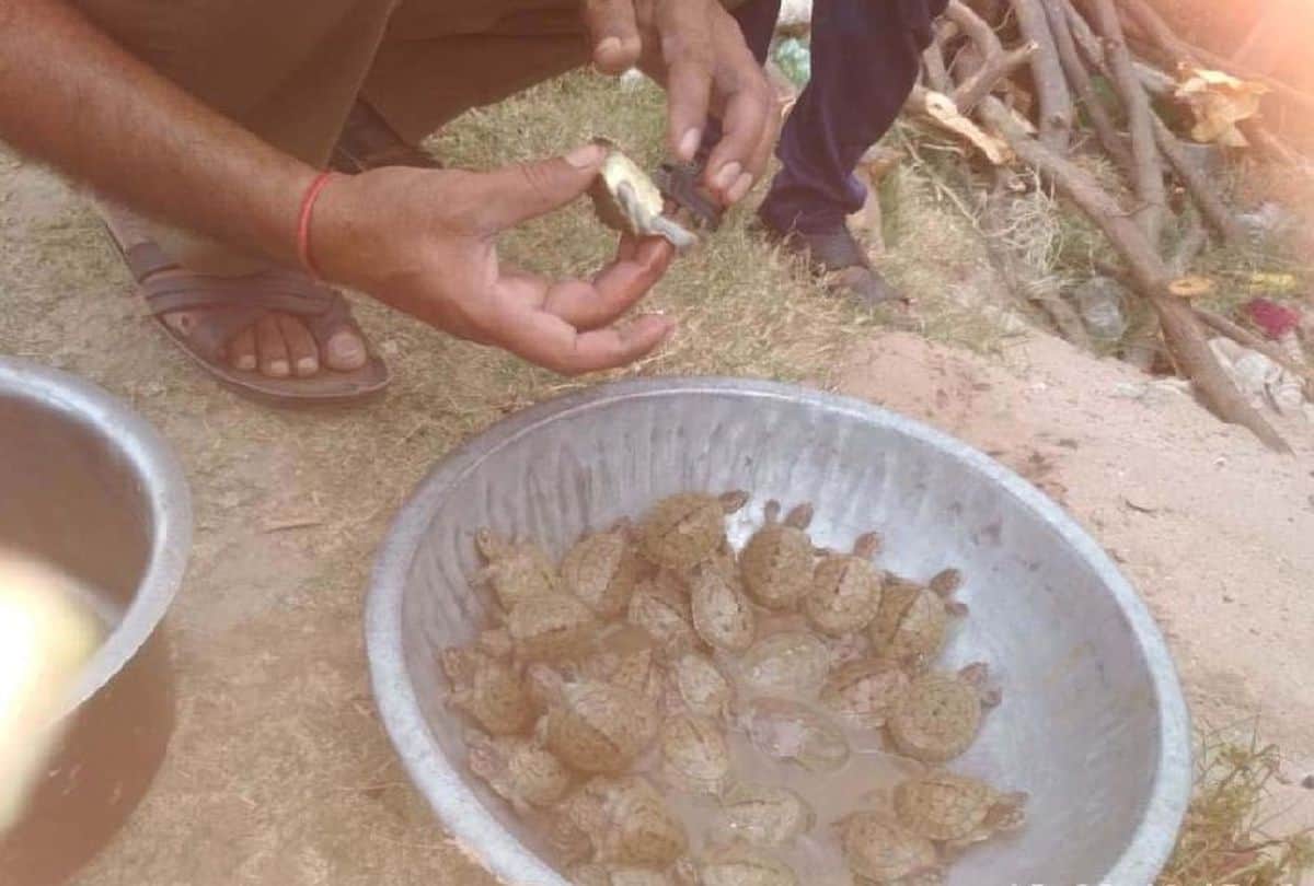 New Born Turtle in Chambal Sanctuary Wildlife Department increased monitoring