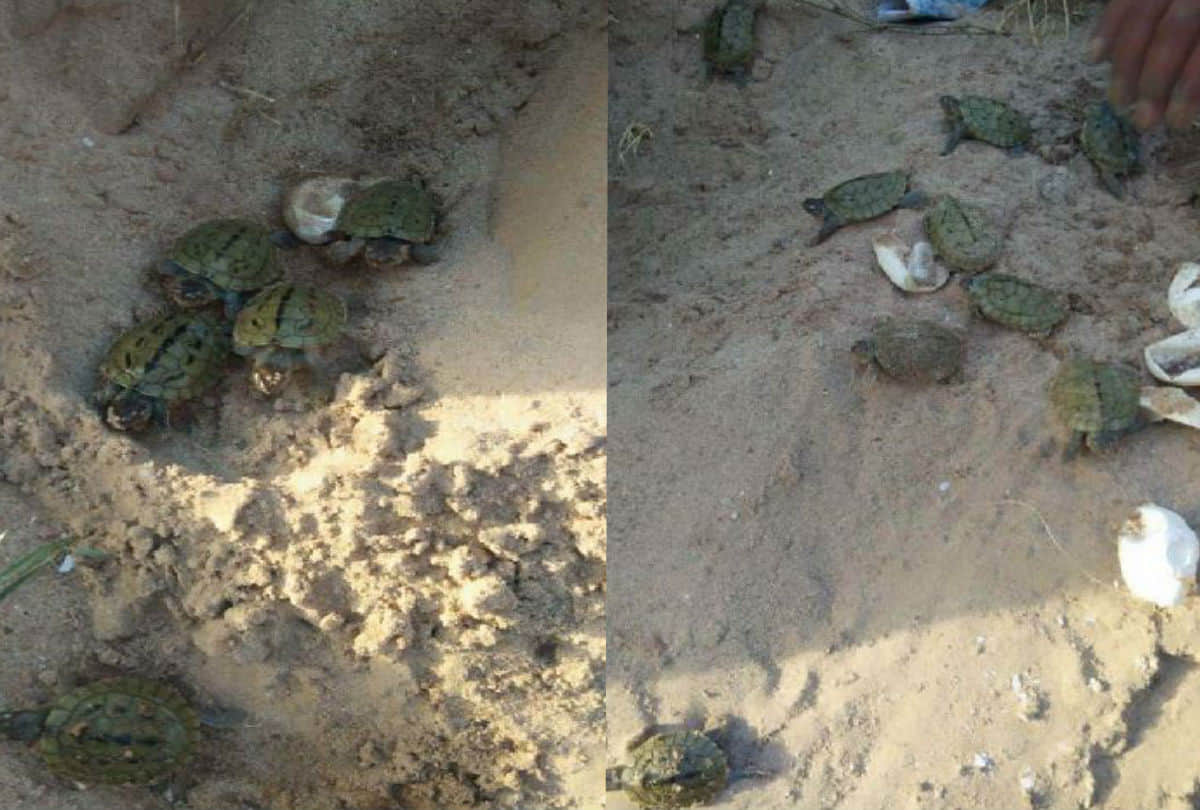 turtle monitoring increase in Chambal before Diwali In Agra