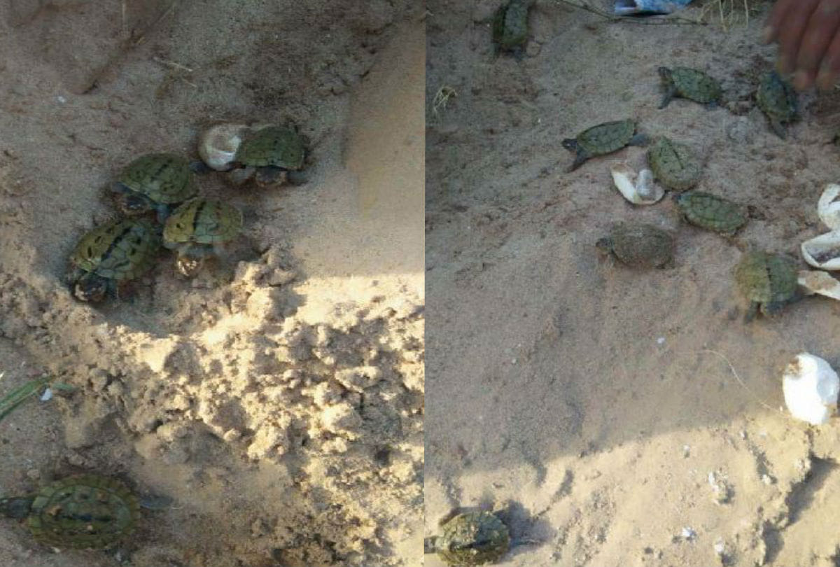 New Born Turtle in Chambal Sanctuary Wildlife Department increased monitoring