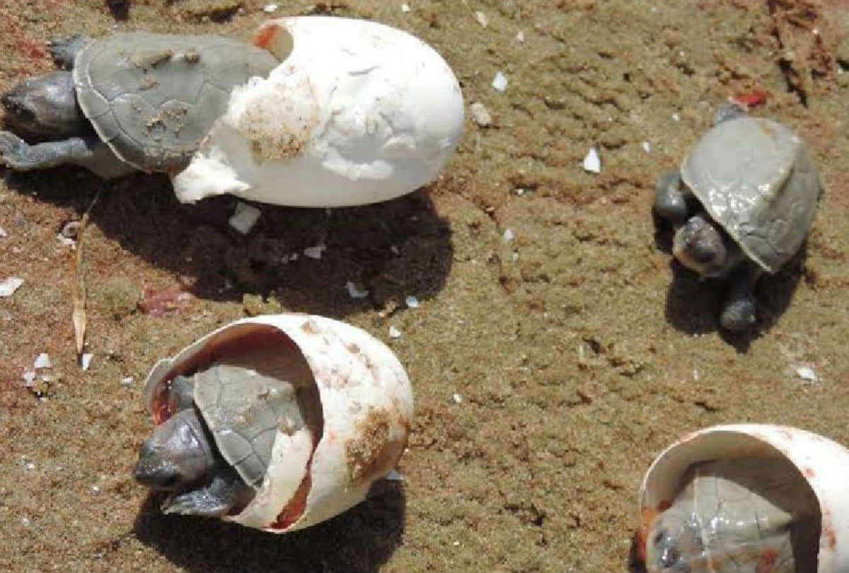 New Born Turtle in Chambal Sanctuary Wildlife Department increased monitoring