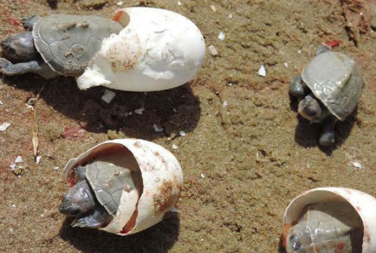 New Born Turtle in Chambal Sanctuary Wildlife Department increased monitoring