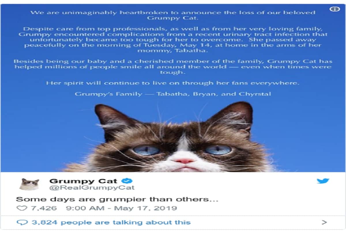 internet most famous richest grumpy cat died at age 7