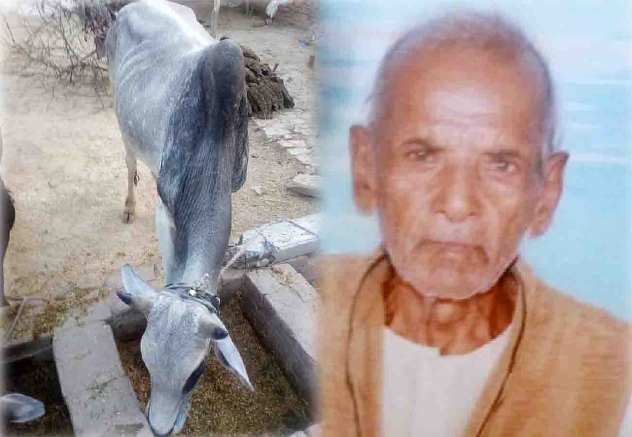 ox killed a man in Ghatampur
