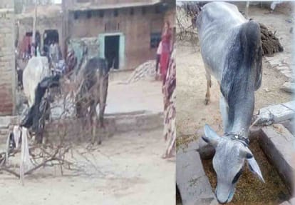 ox killed a man in Ghatampur