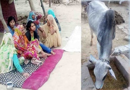ox killed a man in Ghatampur