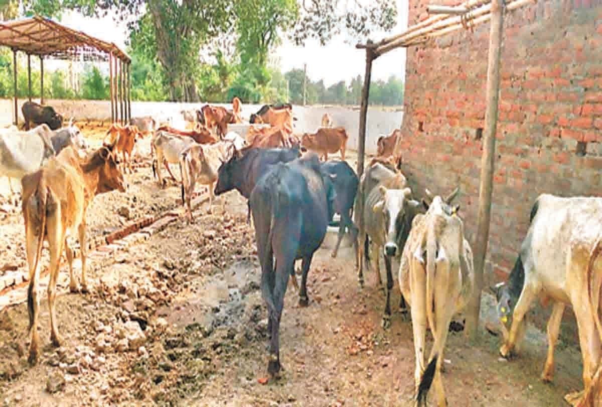 In the Gaushalas, the stray animals without food and water
