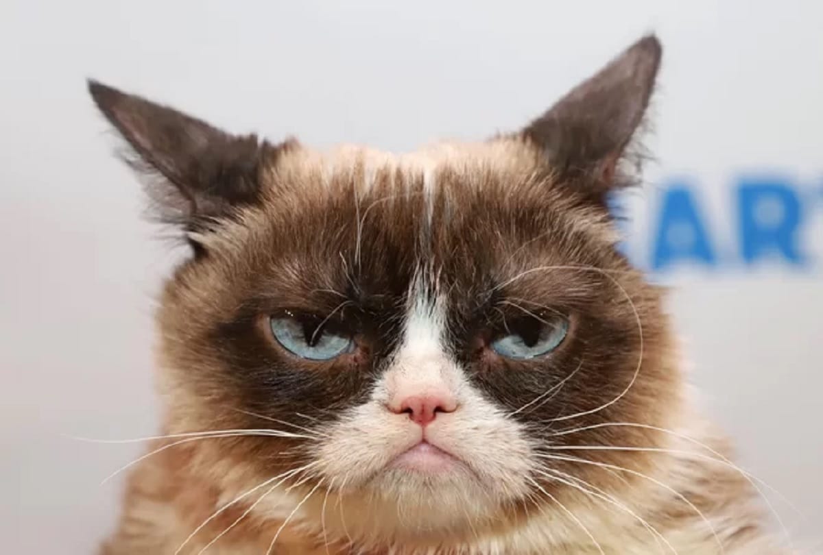 Cat owners should be careful scientists warn due to parasite
