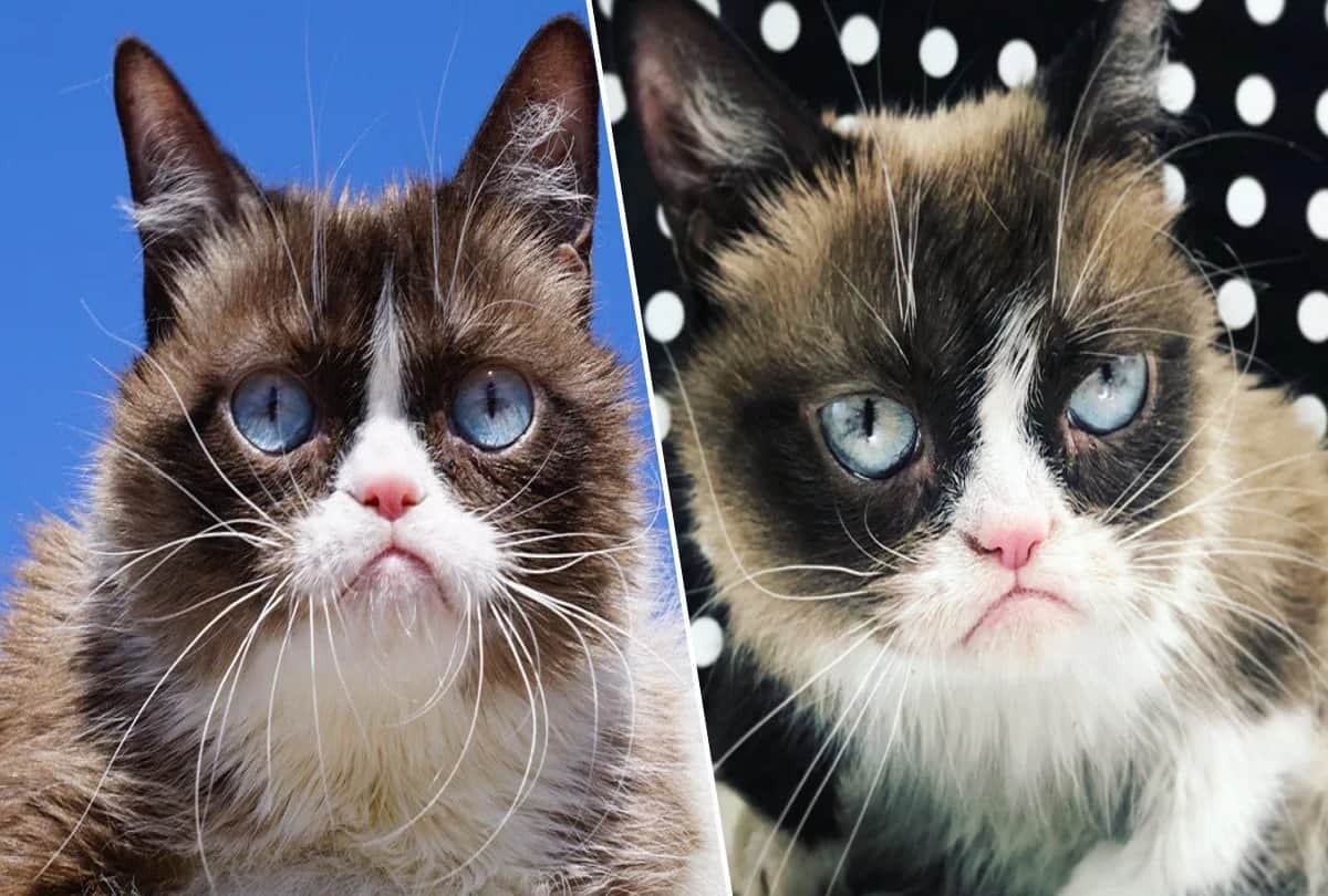 internet most famous richest grumpy cat died at age 7