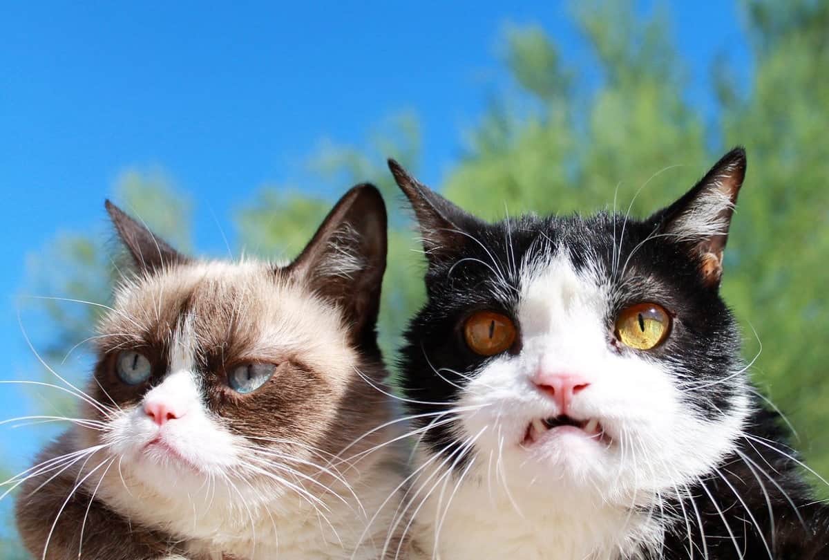 internet most famous richest grumpy cat died at age 7