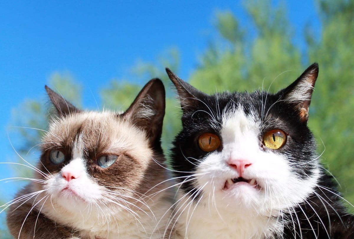 Cat owners should be careful scientists warn due to parasite