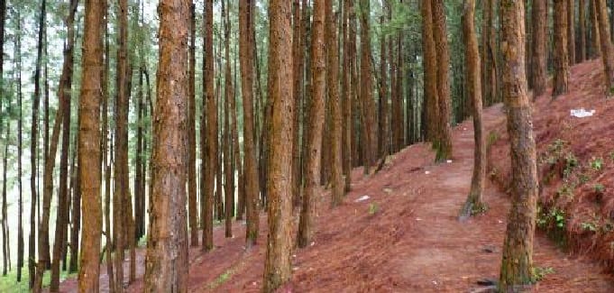 The waters of rivers and sources are reduced to the pine forest.