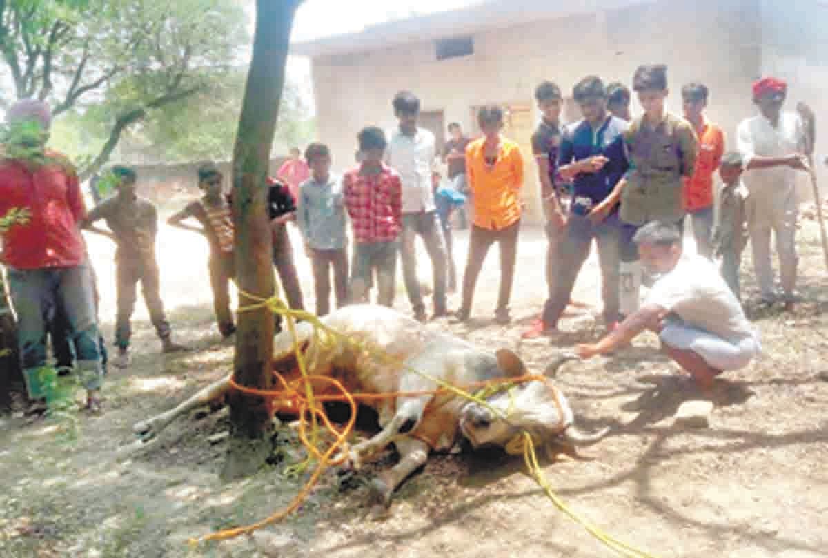 get-rid-from-bull-four-youths-from-sultanpur come to capture