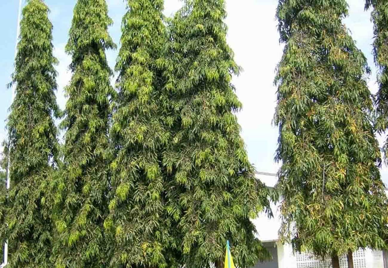 Lawsuit against EO in Ashok's tree cutting case