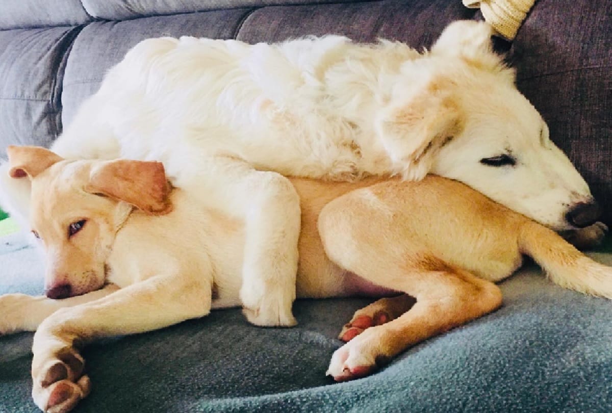 Chinese Man detained after giving his dogs illegal names