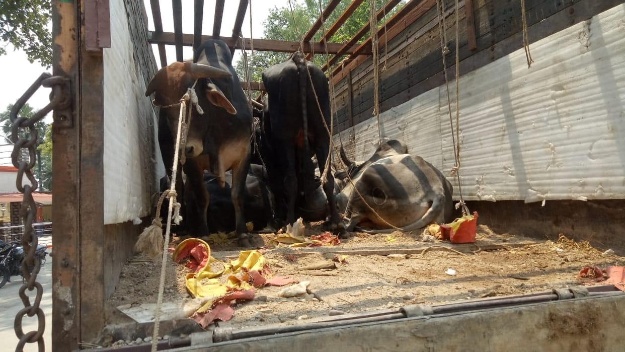 प्रतिबंधित पशु बरामद