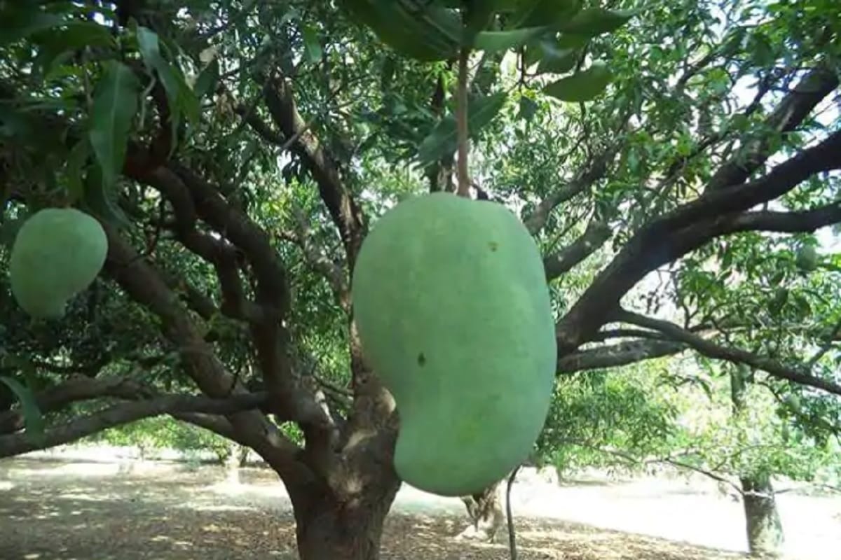 booking started for noorjahan mango price rs 500