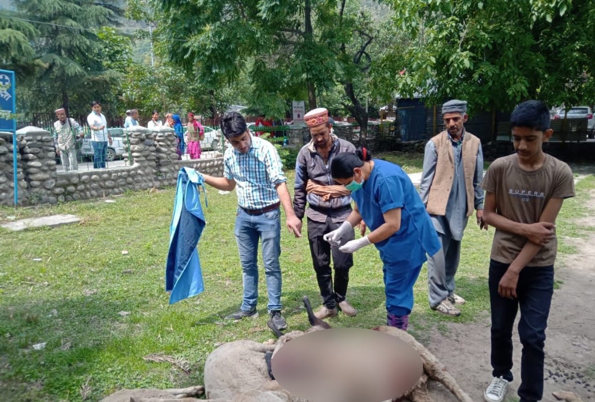 Nine sheeps crushed to death near Kullu Himachal Pradesh